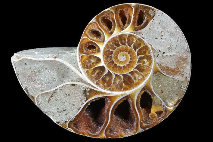 Thick Ammonite (Anapuzosia) Fossil Half #88047